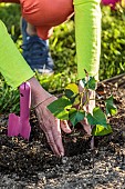 Planting a sweet potato root ball in the spring