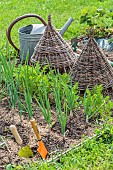 Small organic vegetable garden in spring