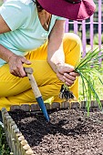Woman transplanting leeks in a small square vegetable garden.