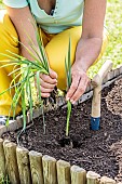 Woman transplanting leeks in a small square vegetable garden.