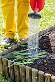 Woman transplanting leeks in a small square vegetable garden.