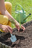 Woman transplanting a vegetable garden fennel (Florence fennel) plant in a square vegetable garden in June.