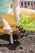Woman transplanting romaine lettuce plants in a square vegetable garden in May-June.