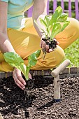 Woman transplanting romaine lettuce plants in a square vegetable garden in May-June.