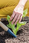 Woman transplanting romaine lettuce plants in a square vegetable garden in May-June.
