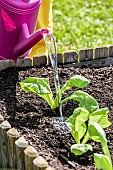 Woman transplanting romaine lettuce plants in a square vegetable garden in May-June.