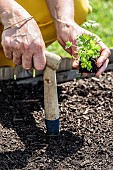 Woman transplanting a clod of parsley in a square vegetable garden in May.