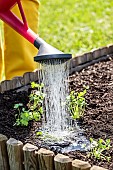 Woman transplanting a clod of parsley in a square vegetable garden in May.