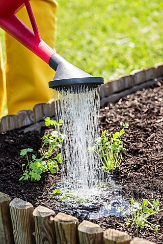 Woman_transplanting_a_clod_of_parsley_in_a_square_vegetable_garden_in_May