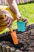 Plant a watermelon Sugar Baby plant in a square vegetable garden in mid-May.