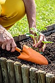 Plant a watermelon Sugar Baby plant in a square vegetable garden in mid-May.