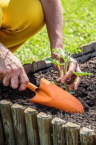 Plant_a_watermelon_Sugar_Baby_plant_in_a_square_vegetable_garden_in_midMay