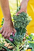 Broccoli sprouting harvest