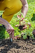 Transplanting of oak leaf lettuce plants in May.