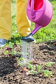 Transplanting of oak leaf lettuce plants in May.