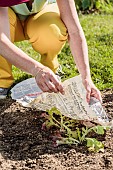 Shading of Oak leaf lettuce plants in May with newspaper.