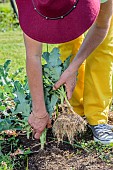 Lifting of broccoli plants that have finished yielding, before planting another vegetable in summer.