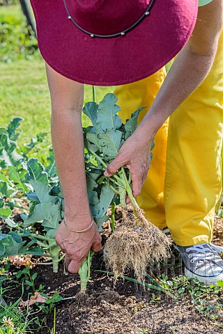 Lifting_of_broccoli_plants_that_have_finished_yielding_before_planting_another_vegetable_in_summer