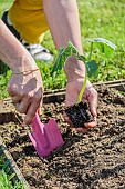 Planting of a cucumber plant, in May.