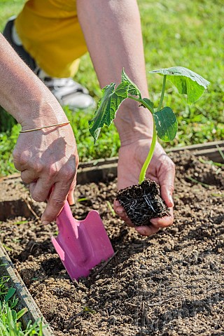 Planting_of_a_cucumber_plant_in_May