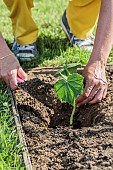 Planting of a cucumber plant, in May.