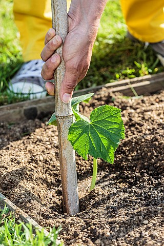 Planting_of_a_cucumber_plant_in_May_Setting_up_of_a_stake