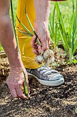 Harvest of early onions in a small vegetable garden at the end of spring.