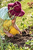 Planting a chilli pepper Sucette de Provence.