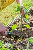 Planting a chilli pepper Sucette de Provence.