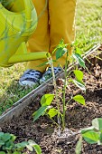 Planting a chilli pepper Sucette de Provence.