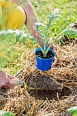 Planting an artichoke plant in spring.