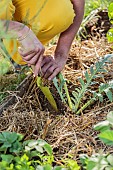 Planting an artichoke plant in spring.