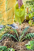 Planting an artichoke plant in spring.