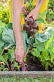 Beet harvest in a small vegetable garden at the end of spring.