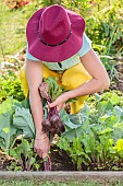 Beet harvest in a small vegetable garden at the end of spring.