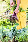 Beet harvest in a small vegetable garden at the end of spring.