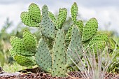 Cows Tongue Prickly Pear Cactus (Opuntia linguiformis)