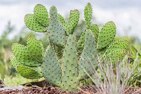 Cows_Tongue_Prickly_Pear_Cactus_Opuntia_linguiformis