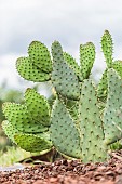 Cows Tongue Prickly Pear Cactus (Opuntia linguiformis)