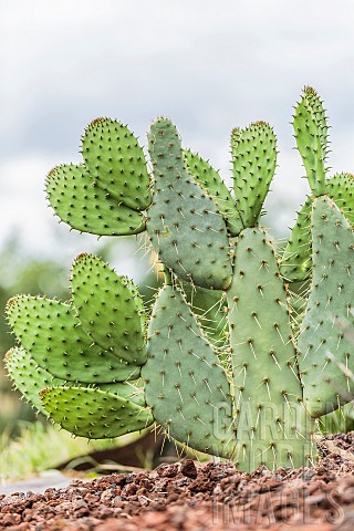 Cows_Tongue_Prickly_Pear_Cactus_Opuntia_linguiformis