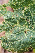 Flea beetle damage on a cabbage leaf in July.