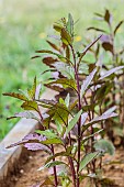 Variety of Purple Oaxaca, Chenopodium ambrosioides (Dysphania ambrosioides) Oaxaca Red.