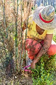 Cutting of a Bronze fennel after flowering to encourage new foliage.