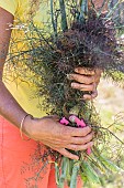 Woman carrying a bunch of fennel leaves Bronze in summer