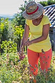 Woman pruning a Nazareth sage in summer: blossoms faded of a sage for culinary use in summer.