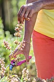 Woman pruning a Nazareth sage in summer: blossoms faded of a sage for culinary use in summer.