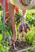 Harvest of Rouge de Simiane spring onions in summer.