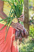 Rouge de Simiane onions, freshly harvested from the garden and held in bunches.