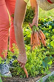 Harvest of Touchon carrots, a variety recognizable by its fine, tapered tip.