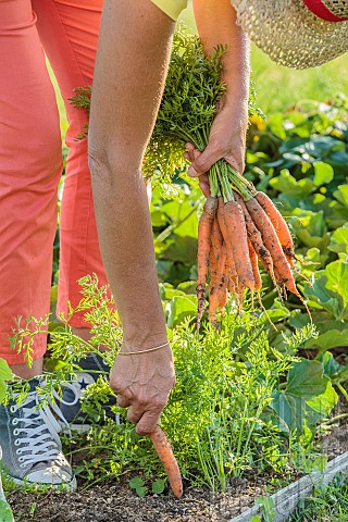 Harvest_of_Touchon_carrots_a_variety_recognizable_by_its_fine_tapered_tip